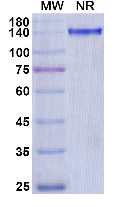 Anti-Human Complement C5 Reference Antibody (Olendalizumab) – Figure 1 of 2