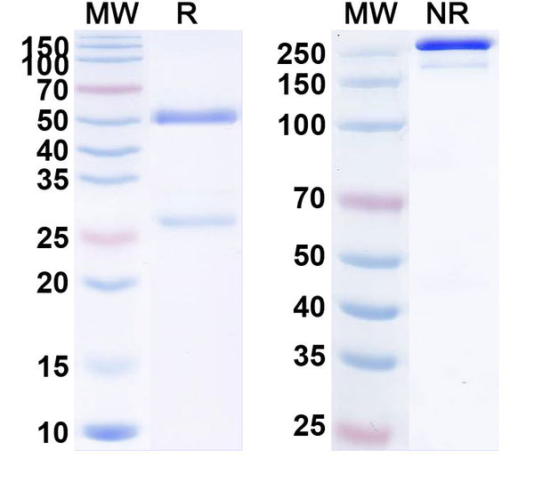 Anti-Human Complement C5 Reference Antibody (Tesidolumab) – Figure 1 of 2