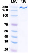 Anti-Human Complement C5 Reference Antibody (Crovalimab) – Figure 1 of 1