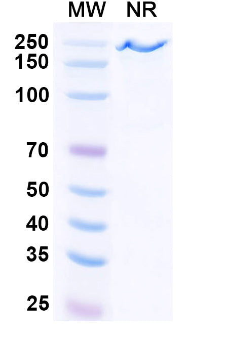 Anti-Human Complement C5 Reference Antibody (Crovalimab) – Figure 1 of 1