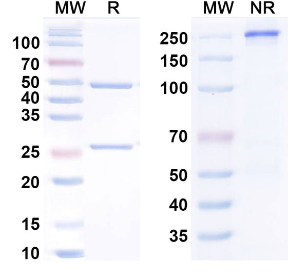 Anti-Human Complement C5 Reference Antibody (Pozelimab) – Figure 1 of 1