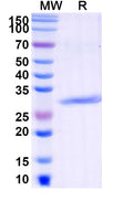 Anti-Human C5/Complement C5 Reference Antibody (Pexelizumab) – Figure 1 of 1