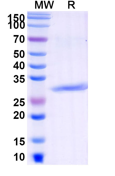 Anti-Human C5/Complement C5 Reference Antibody (Pexelizumab) – Figure 1 of 1