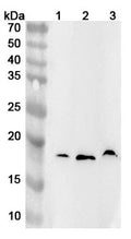 Western blot analysis was performed using anti-IL18BP polyclonal antibody at 1ug/mL on various samples.
Lane 1: U937 cell lysate
Lane 2: Mouse spleen lysate
Lane 3: Rat lung lysate