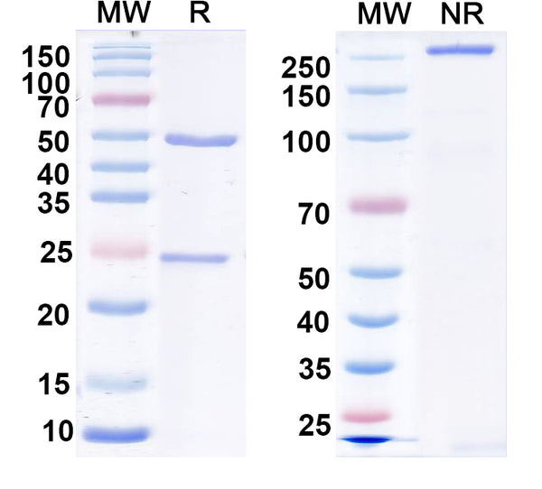 SDS-PAGE for Anti-ADAM11 Antibody (N441/26)