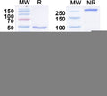 SDS-PAGE for Anti-ADAM11 Antibody (N441/35)