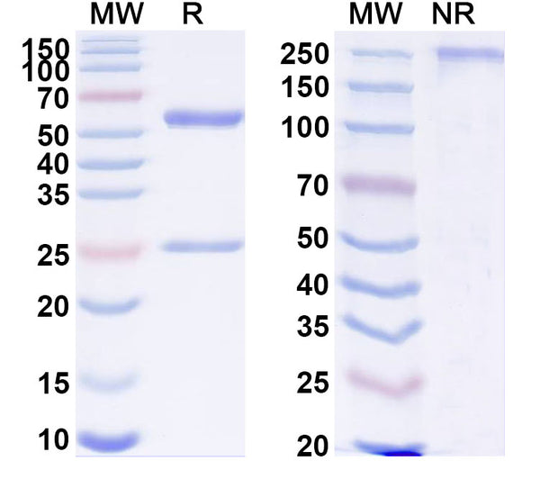 SDS-PAGE for Anti-Human BRD1 Antibody (SAA2120)