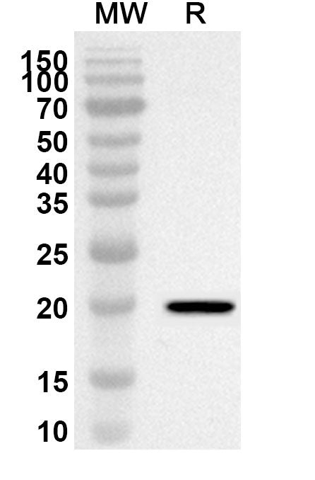 Western blot analysis was performed using anti-GCG polyclonal antibody at 1ug/mL on recombinant GCG (Catalog No. HF737012).