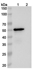 SDS-PAGE for Anti-Human APOE Antibody (1D7)