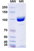SDS-PAGE for Anti-Human TG/Thyroglobulin Antibody (SAA0534)