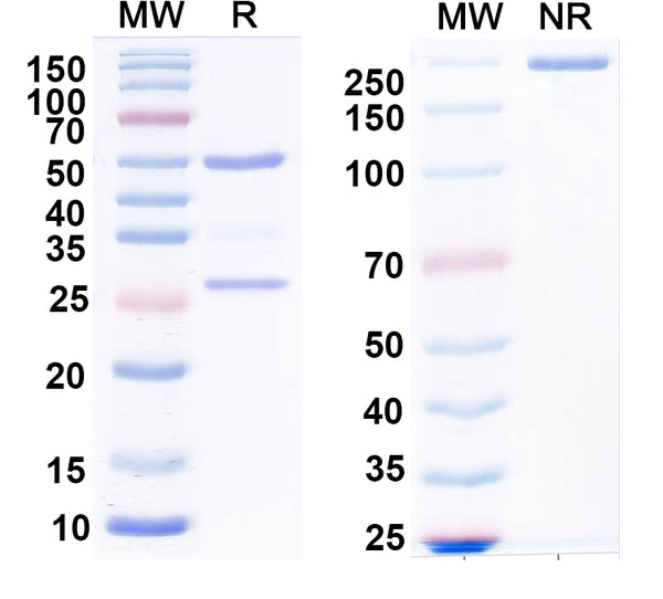 SDS-PAGE for Anti-GABA(B)R2 Antibody (N81/2)