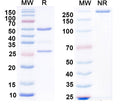 SDS-PAGE for Anti-GABA(B)R2 Antibody (N81/37)