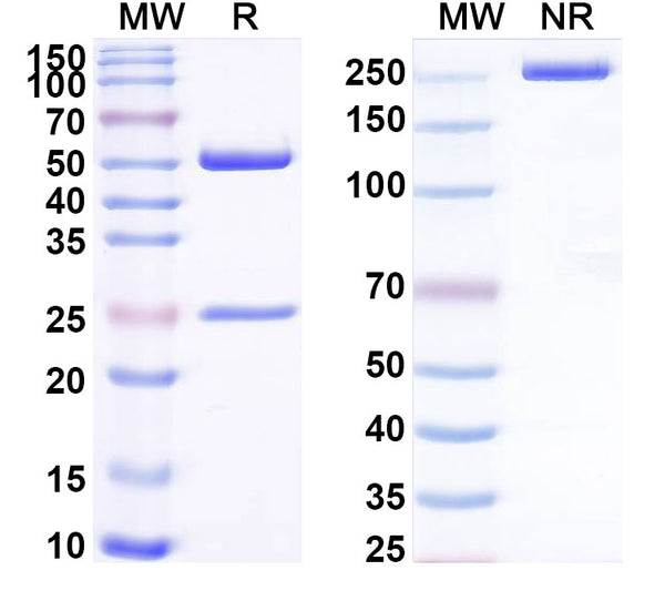 SDS-PAGE for Anti-Human BRD4 IP Antibody (SAA0192).