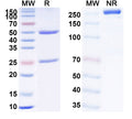 SDS-PAGE for Anti-Human BRD4 Antibody (SAA2122)