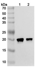 SDS-PAGE for Anti-Human HRAS Antibody (Y13-259).