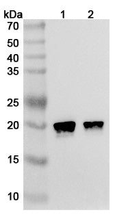 SDS-PAGE for Anti-Human HRAS Antibody (Y13-259).