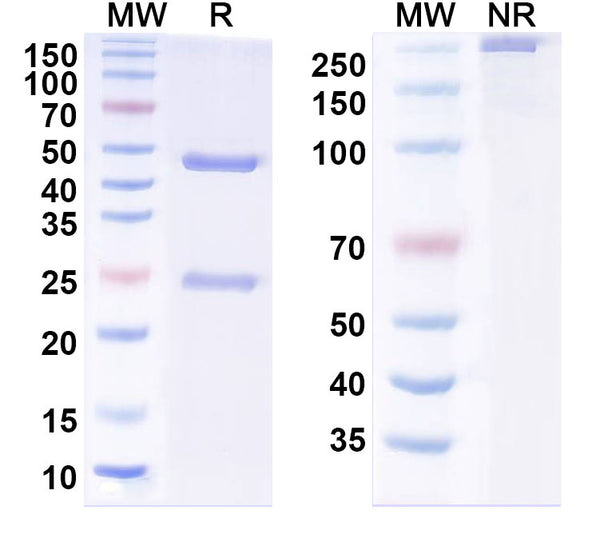 SDS-PAGE for Anti-Human MYO Monoclonal Antibody (1A337)