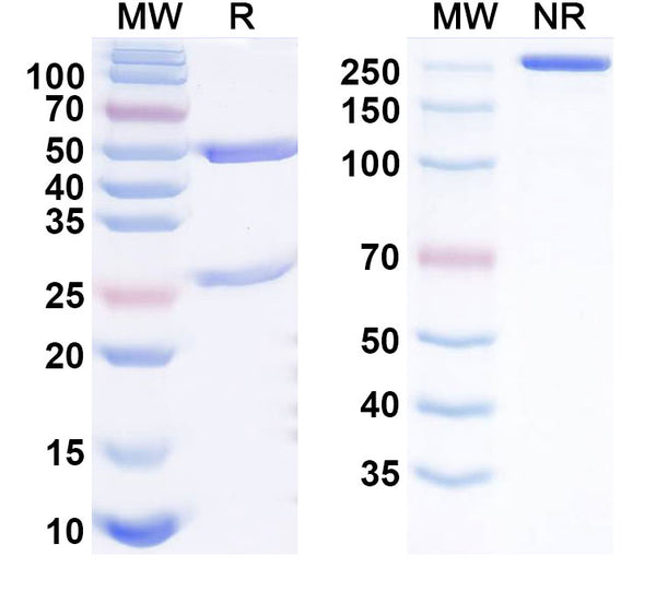 SDS-PAGE for Anti-Human MYO Monoclonal Antibody (1A338)