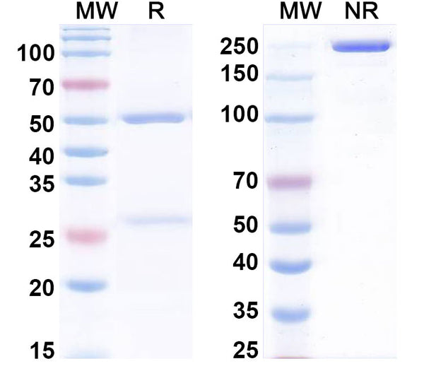 SDS-PAGE for InVivoMAb Anti-Human BMP10 (Iv0061)