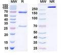 SDS-PAGE for Anti-Human BMP10 Antibody (SAA0429)