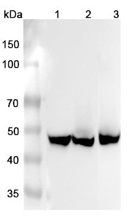 Western blot analysis was performed using anti-ASS1 polyclonal antibody at 1μg/ml on various samples.
Lane 1: Mouse kidney lysate
Lane 2: Mouse liver lysate
Lane 3: Rat liver lysate