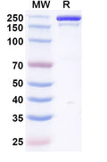 Anti-Human IL-1 alpha/IL-1F1 Reference Antibody (Vilamakitug) – Figure 1 of 1