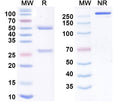 Anti-Human IL-1 alpha/IL-1F1 Reference Antibody (Lunlekitug) – Figure 1 of 1