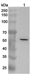 Western blot analysis was performed using anti-TRIM13 polyclonal antibody at 1ug/mL on various samples.
Lane 1: HepG2 cell lysate