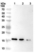 Anti-Human IFN-gamma Reference Antibody (Emapalumab) – Figure 1 of 2