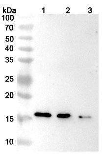 Anti-Human IFN-gamma Reference Antibody (Emapalumab) – Figure 1 of 2