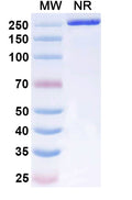 Anti-Human IFN-gamma Reference Antibody (Fontolizumab) – Figure 1 of 1