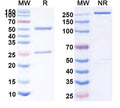 SDS-PAGE for Anti-Human CD8A Antibody (REGN-5054)
