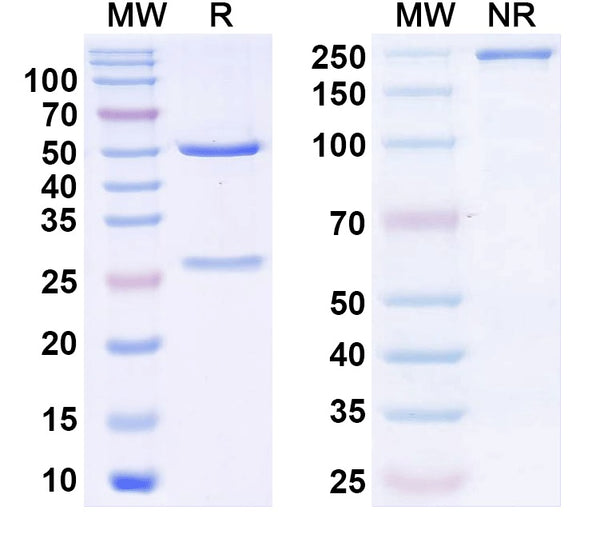 SDS-PAGE for Anti-Human PRL Monoclonal Antibody (1A379)