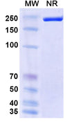 Anti-Human Fibrinogen beta chain Reference Antibody (Biciromab) – Figure 1 of 1