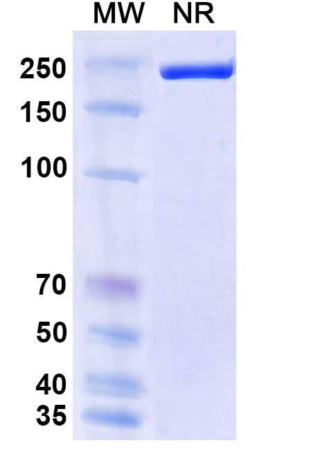 Anti-Human Fibrinogen beta chain Reference Antibody (Biciromab) – Figure 1 of 1