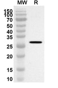 Western blot analysis was performed using anti-CHRNA1 polyclonal antibody at 1ug/mL on recombinant CHRNA1 (Catalog No. HF829032).