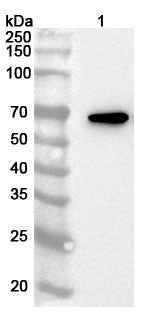 Western blot analysis was performed using anti-HEXIM1 polyclonal antibody at 1ug/mL on various samples.
Lane 1: Jurkat cell lysate