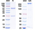 SDS-PAGE for Anti-JMJD2A Antibody (N154/30)