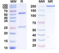 SDS-PAGE for Anti-Human LH Monoclonal Antibody (1A364)