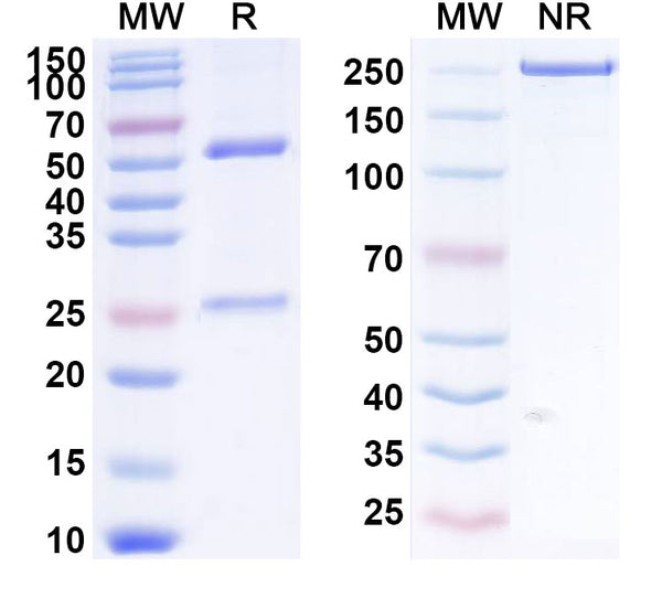 SDS-PAGE for Anti-Human LH Monoclonal Antibody (1A364)
