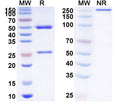 SDS-PAGE for Anti-Human LH Monoclonal Antibody (1A367)