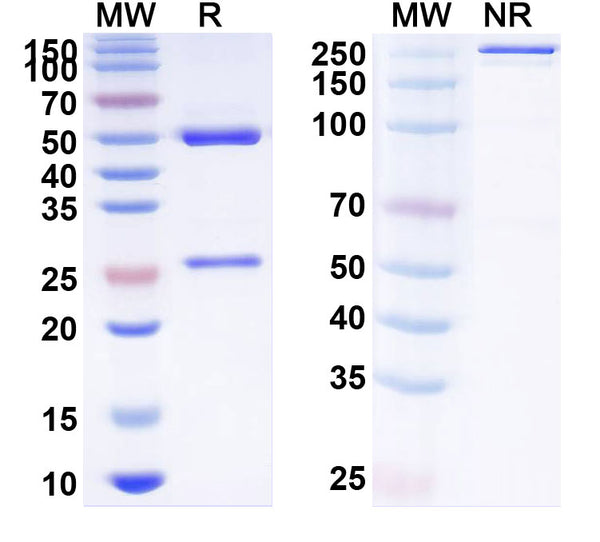 SDS-PAGE for Anti-Human LH Monoclonal Antibody (1A367)