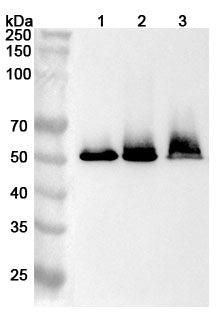 Western blot analysis was performed using anti-GSR  polyclonal antibody at 1ug/mL  on various samples.
Lane 1: Jurkat cell lysate
Lane 2: Caco2 cell lysate
Lane 3: K562 cell lysate