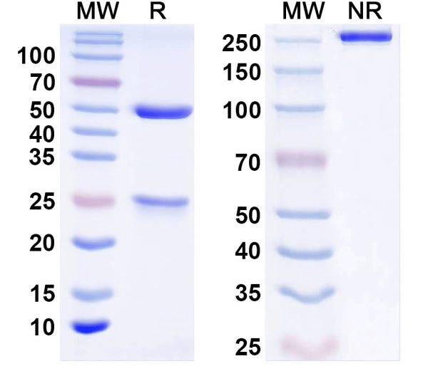 SDS-PAGE for InVivoMAb Anti-Human IFNB1/IFN-beta Antibody (Iv0199).