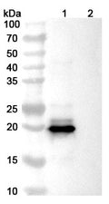 Anti-Human IFN-beta Reference Antibody (Dazukibart) – Figure 1 of 3