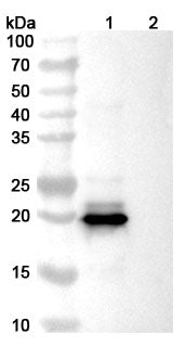 Anti-Human IFN-beta Reference Antibody (Dazukibart) – Figure 1 of 3