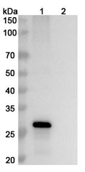SEC-HPLC detection for Anti-Human FGF19 Antibody (ABS0484).