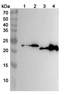 Western blot analysis was performed using anti-AK1 polyclonal antibody at 1ug/mL on various samples.
Lane 1: Mouse heart lysate
Lane 2: Mouse skeletal muscle lysate
Lane 3: Rat heart lysate
Lane 4: Rat skeletal muscle lysate