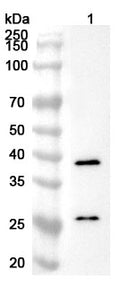 Western blot analysis was performed using anti-DNAJB6 polyclonal antibody at 1ug/mL  on various samples.
Lane 1: Jurkat cell lysate