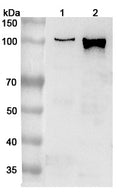 Western blot analysis was performed using anti-AP2A1 polyclonal antibody at 1μg/ml on various samples.
Lane 1: SKOV3 cell lysate
Lane 2: THP-1 cell lysate